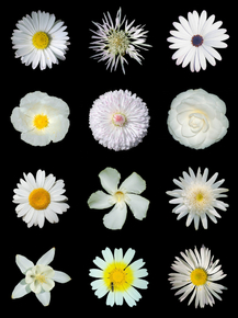 Flowers | Цветы