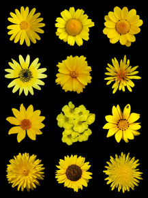 Flowers | Цветы
