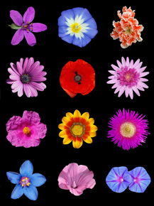 Flowers | Цветы
