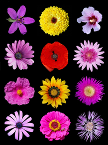 Flowers | Цветы