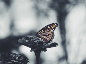 Black Butterfly | Черная бабочка