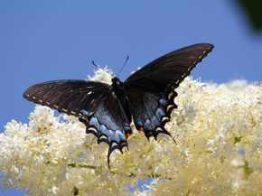 Black Butterfly | Черная бабочка