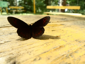 Black Butterfly | Черная бабочка