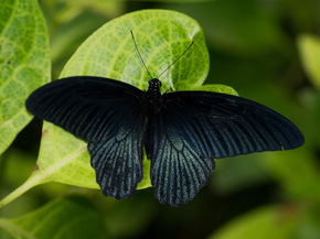 Black Butterfly | Черная бабочка
