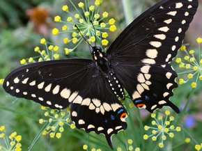 Black Butterfly | Черная бабочка