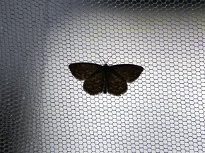 Black Butterfly | Черная бабочка