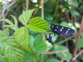 Black Butterfly | Черная бабочка