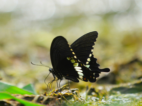 Black Butterfly | Черная бабочка