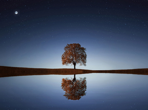 Tree | Дерево
