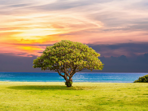 Tree | Дерево