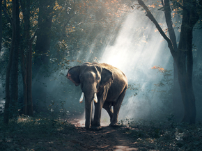 Elephant | Слон
