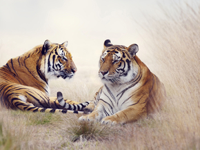 Tigers | Тигры