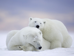 Bears | Медведи