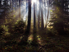 Forest | Лес