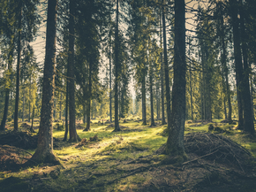 Forest | Лес Forest | Лес