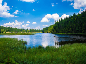 Forest | Лес