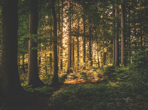 Forest | Лес Forest | Лес