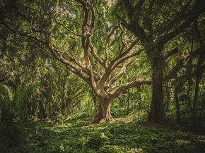 Forest | Лес Forest | Лес