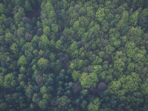Forest | Лес