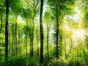 Forest | Лес Forest | Лес