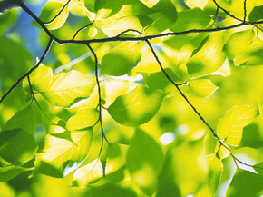 Foliage | Листья