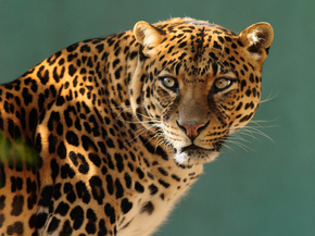 Jaguar | Ягуар