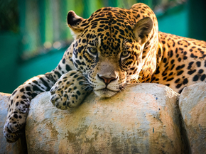 Jaguar | Ягуар