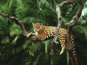 Jaguar | Ягуар