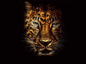 Jaguar | Ягуар