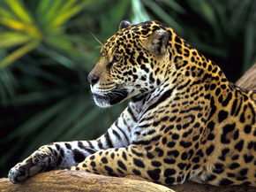 Jaguar | Ягуар Jaguar | Ягуар