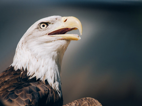 Eagle | Орел