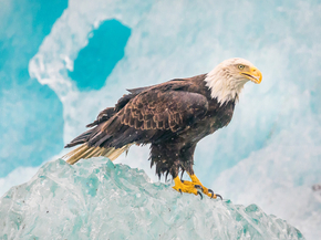 Eagle | Орел
