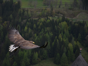 Eagle | Орел