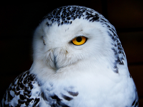 Owl | Сова