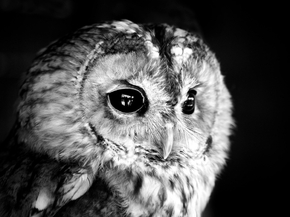 Owl | Сова