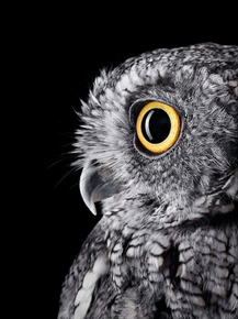 Owl | Сова