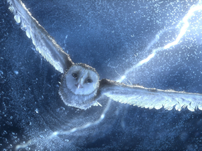 Owl | Сова