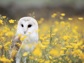 Owl | Сова