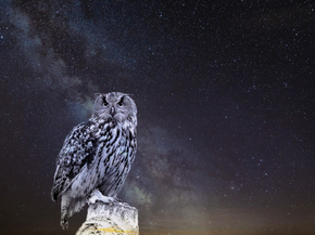 Owl | Сова