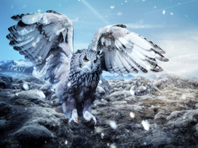 Owl | Сова
