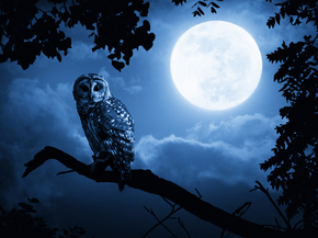 Owl | Сова