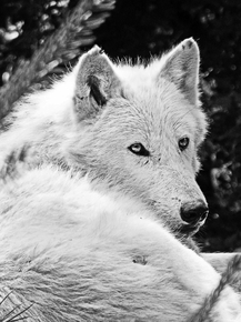 Белый Волк