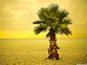 Palm | Пальма