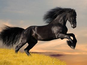 Horse | Лошадь