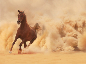 Horse | Лошадь