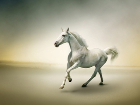 Horse | Лошадь