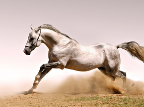 Horse | Лошадь
