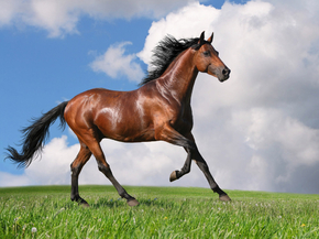 Horse | Лошадь