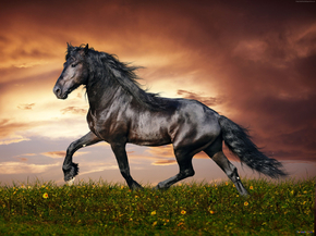 Horse | Лошадь