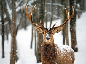 Deer | Олень